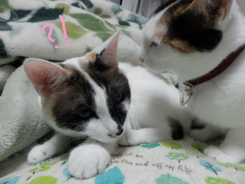 f:id:gosaku13:20150620094833j:image