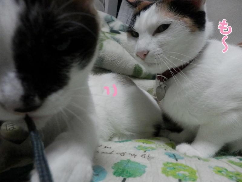 f:id:gosaku13:20150620094918j:image