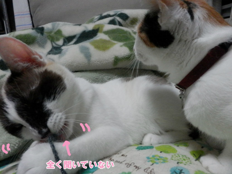 f:id:gosaku13:20150620095036j:image