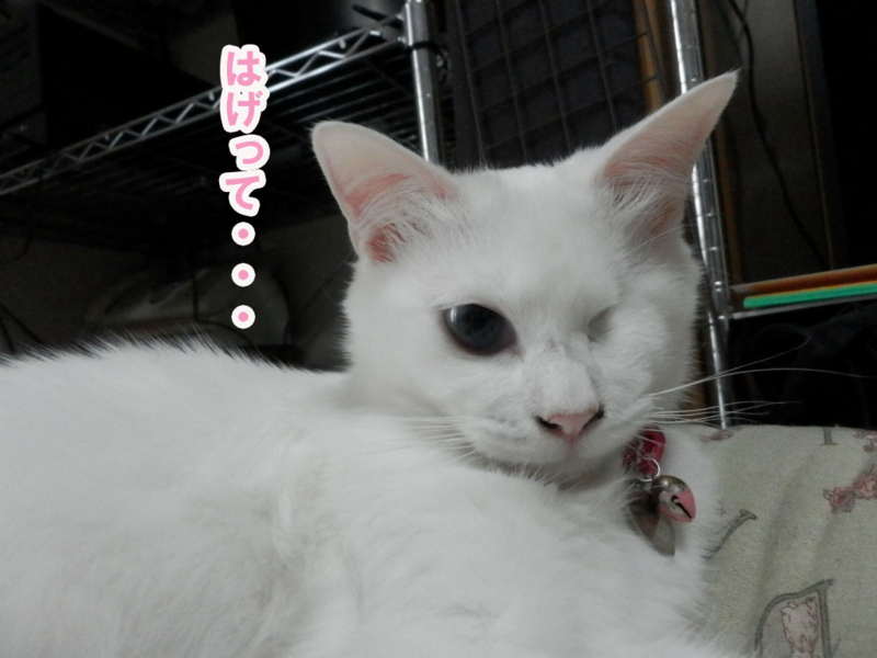 f:id:gosaku13:20150622204906j:image