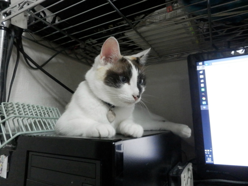 f:id:gosaku13:20150623060343j:image