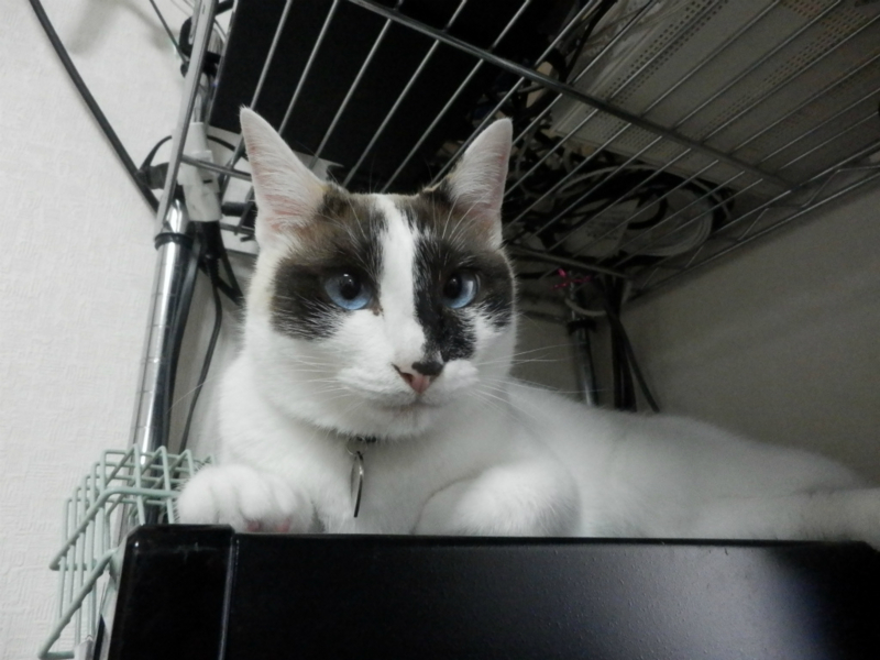 f:id:gosaku13:20150623060850j:image