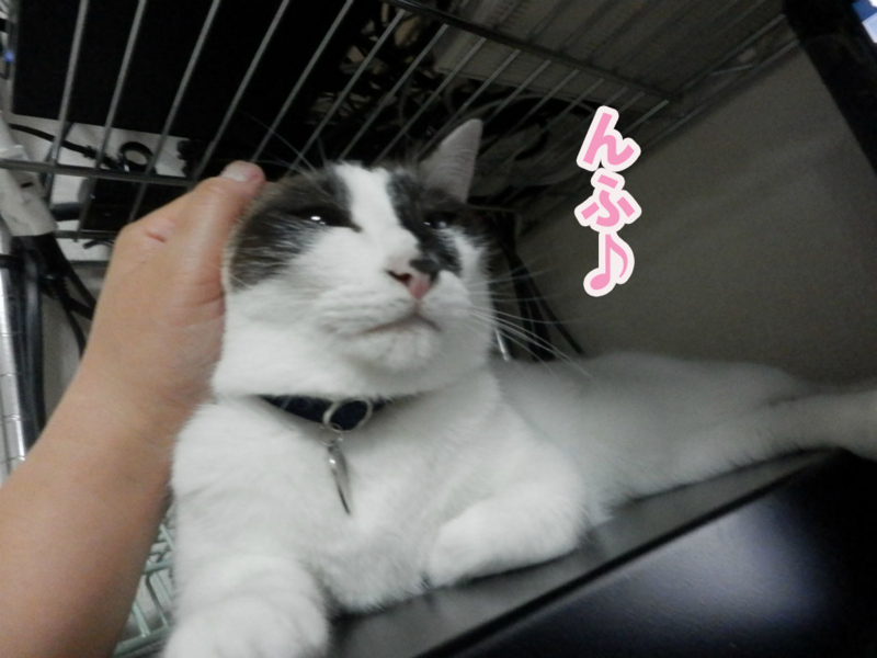 f:id:gosaku13:20150623060925j:image