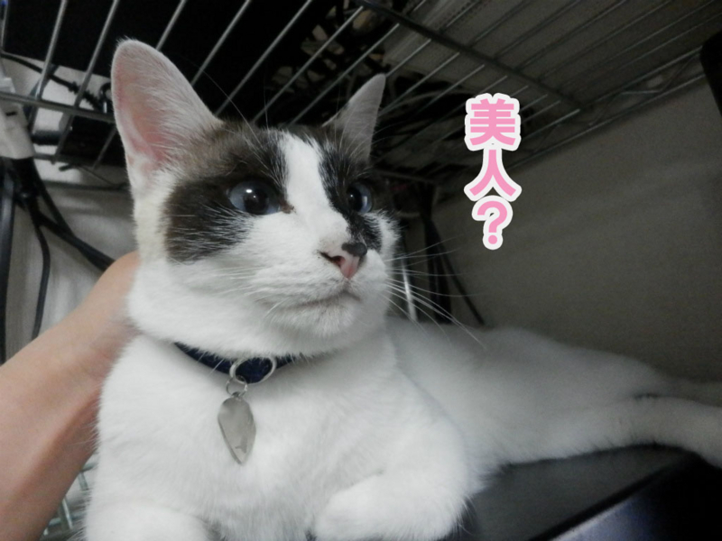 f:id:gosaku13:20150623060954j:image