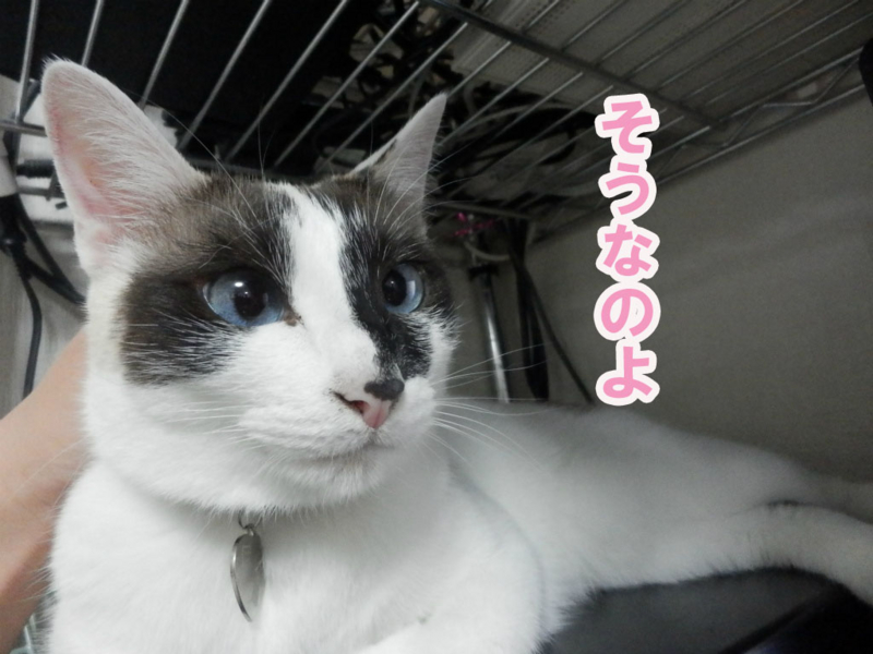 f:id:gosaku13:20150623061016j:image