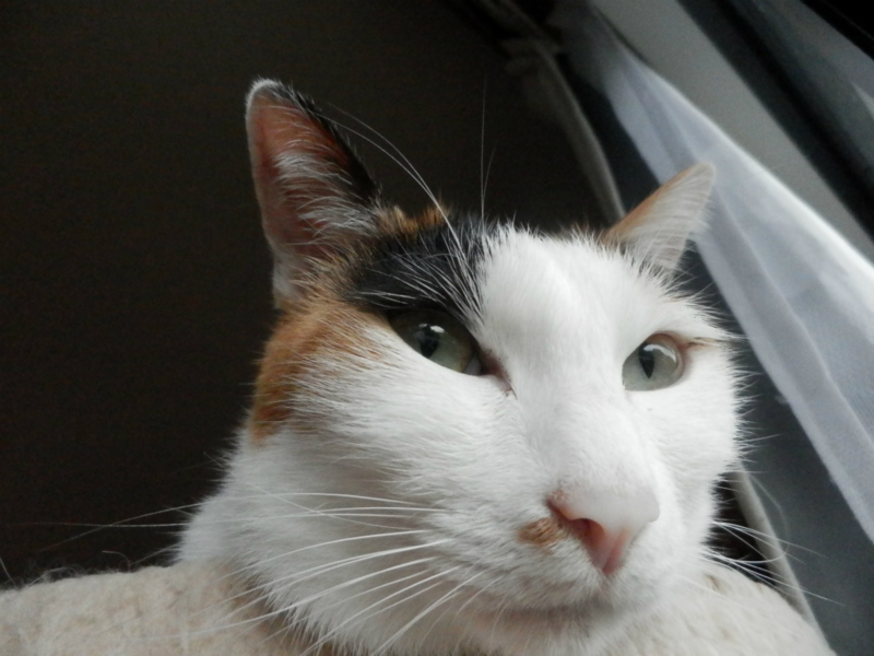 f:id:gosaku13:20150623223041j:image