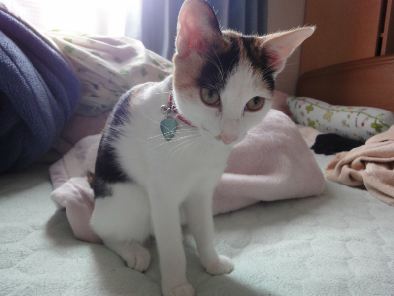 f:id:gosaku13:20150623223043j:image