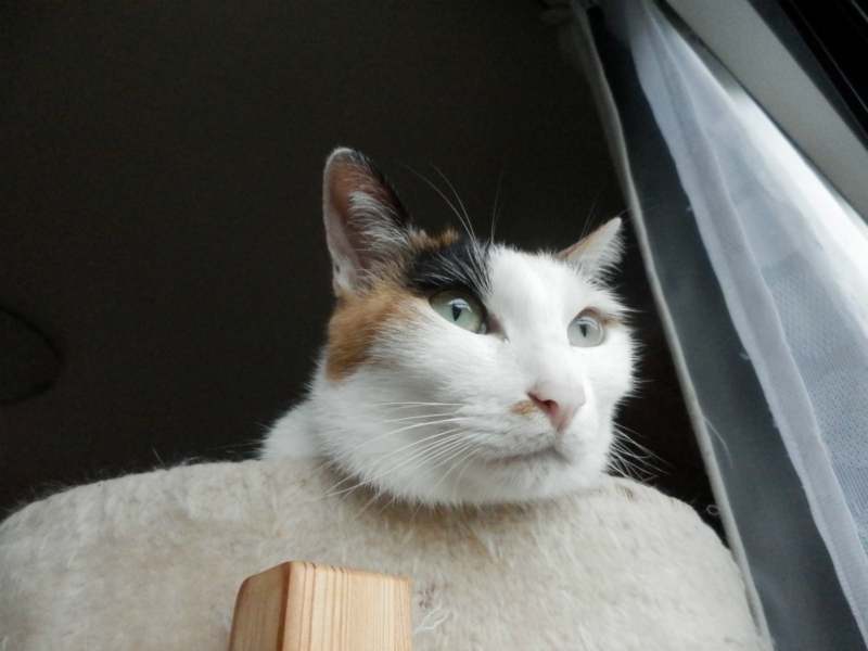 f:id:gosaku13:20150623223336j:image