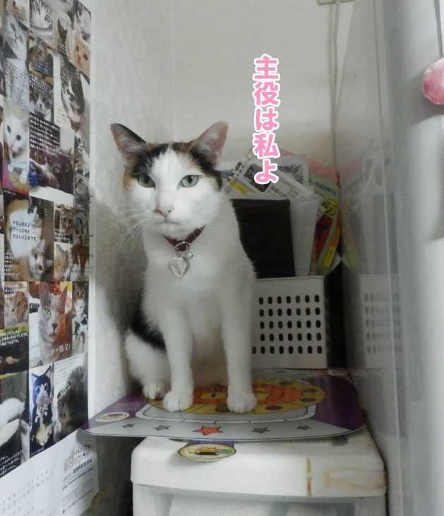 f:id:gosaku13:20150623223540j:image