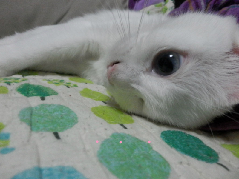 f:id:gosaku13:20150625082916j:image