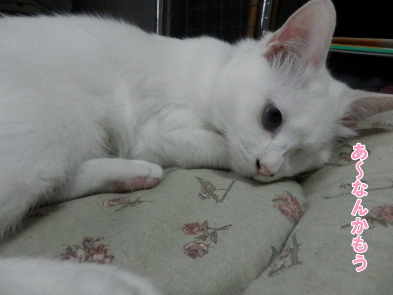 f:id:gosaku13:20150628142631j:image