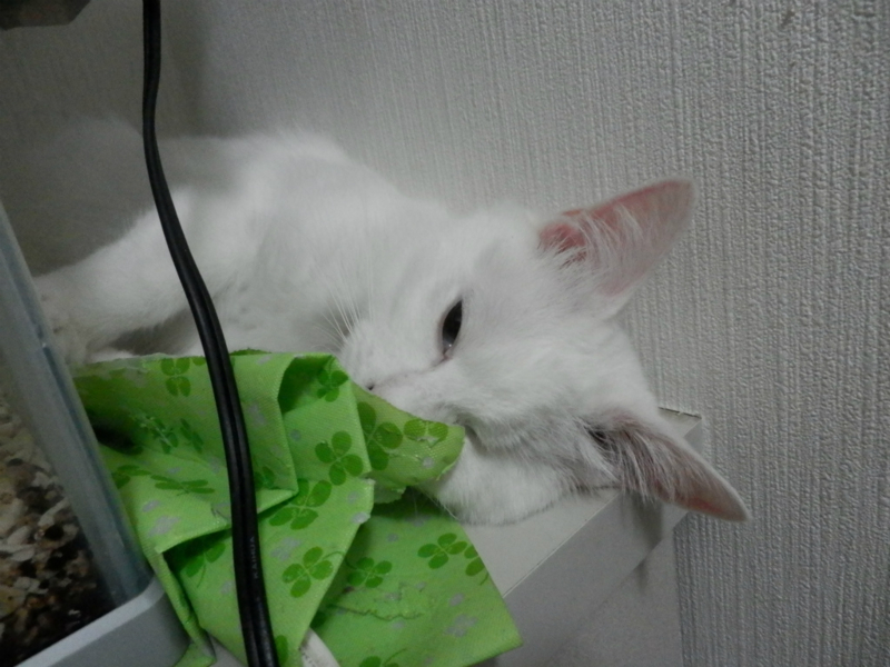 f:id:gosaku13:20150630080320j:image