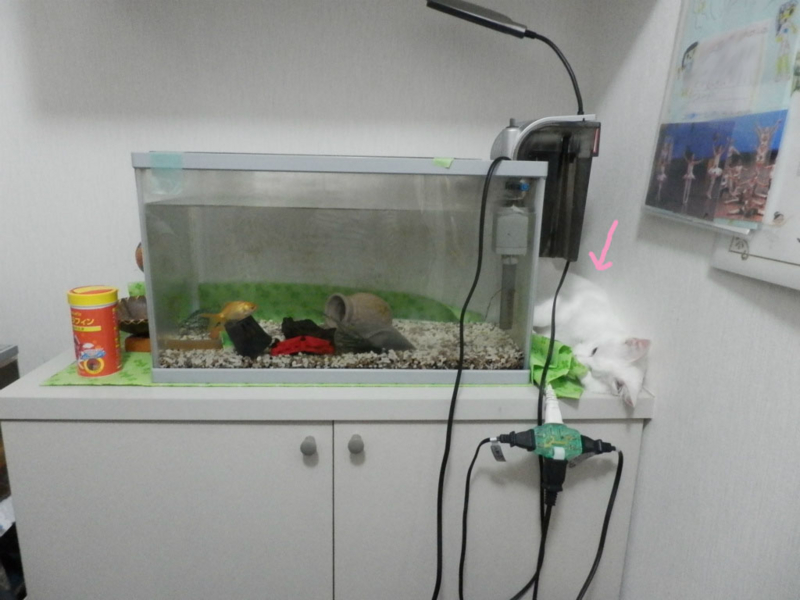 f:id:gosaku13:20150630080407j:image