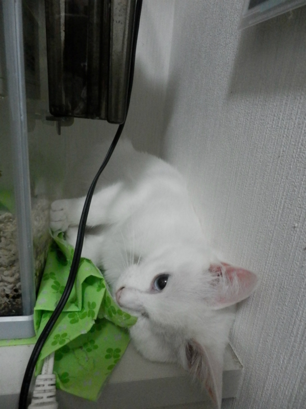 f:id:gosaku13:20150630080456j:image