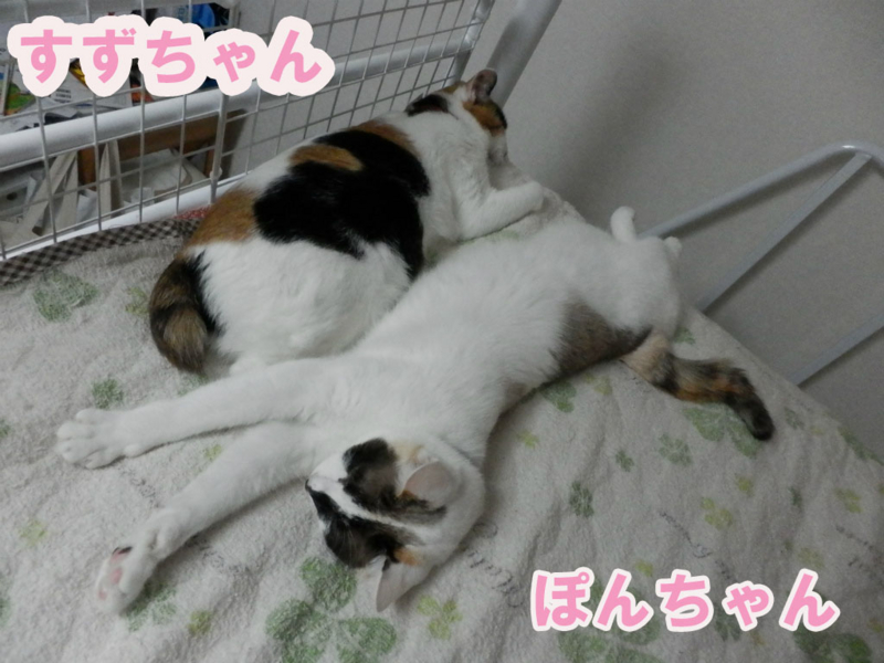 f:id:gosaku13:20150630164008j:image