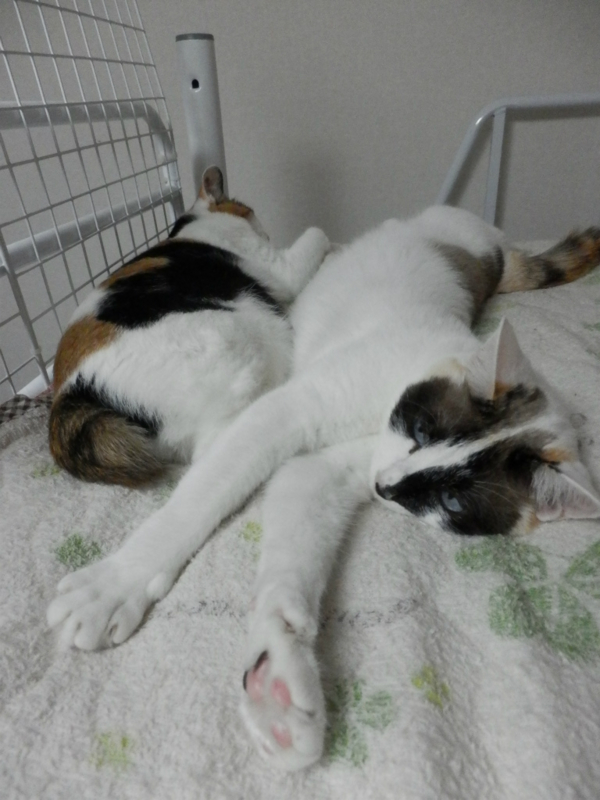 f:id:gosaku13:20150630164105j:image