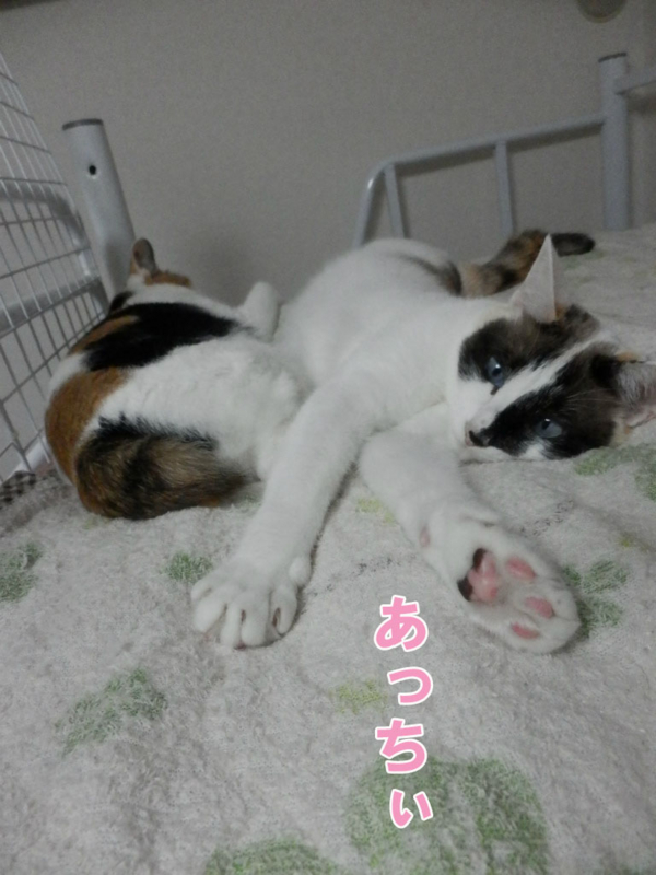 f:id:gosaku13:20150630164153j:image