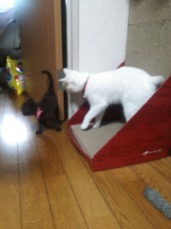 f:id:gosaku13:20150723080351j:image