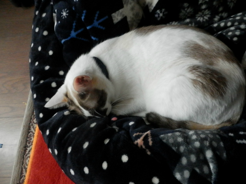 f:id:gosaku13:20151105115724j:image