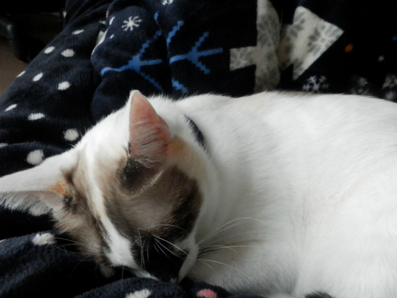 f:id:gosaku13:20151105115757j:image