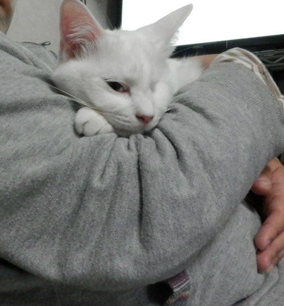 f:id:gosaku13:20151105115908j:image