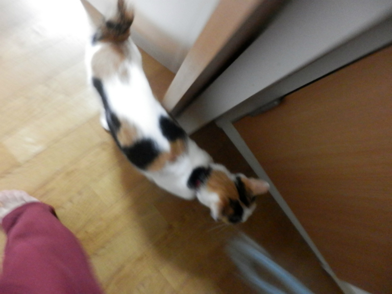 f:id:gosaku13:20151110082229j:image