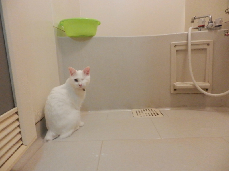 f:id:gosaku13:20151112105909j:image