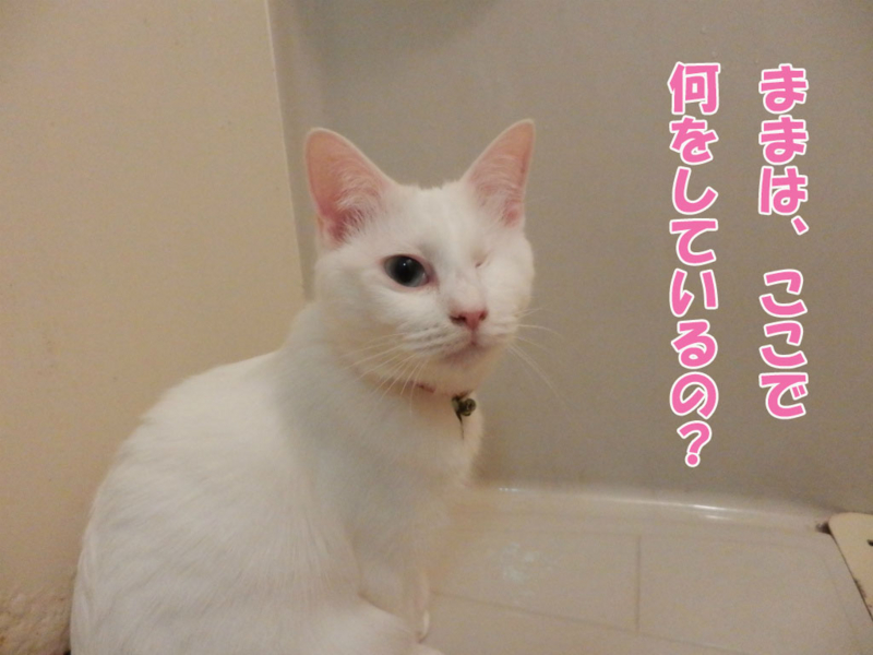 f:id:gosaku13:20151112105938j:image