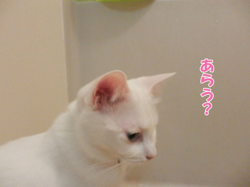 f:id:gosaku13:20151112110020j:image