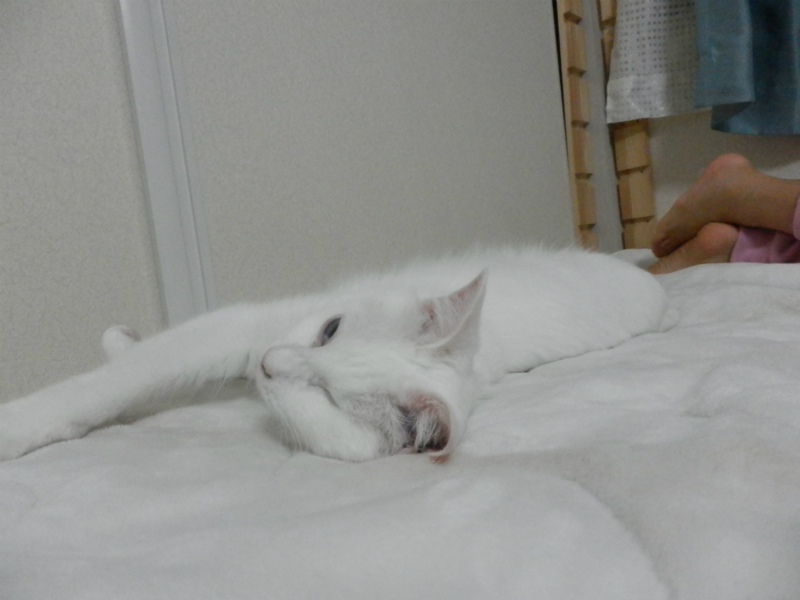 f:id:gosaku13:20151113220930j:image