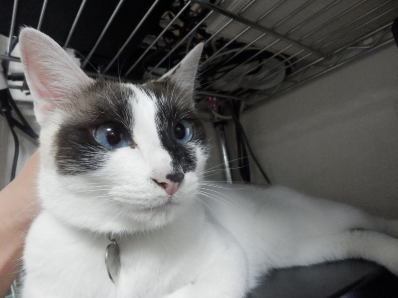 f:id:gosaku13:20151120214534j:image