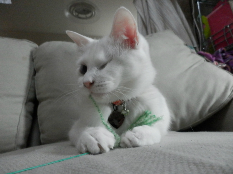 f:id:gosaku13:20151121155950j:image