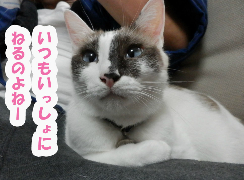 f:id:gosaku13:20151122120452j:image