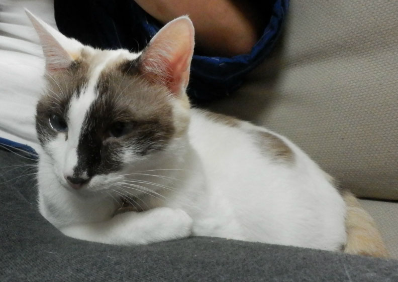 f:id:gosaku13:20151122120620j:image