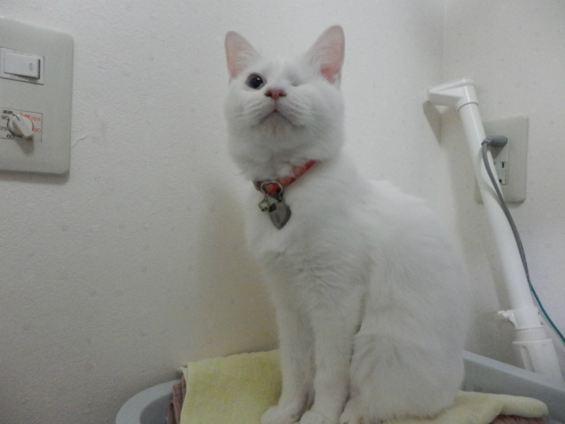 f:id:gosaku13:20151123222918j:image