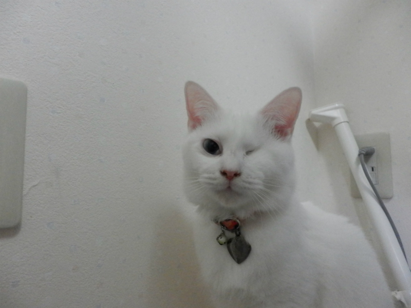 f:id:gosaku13:20151123222929j:image