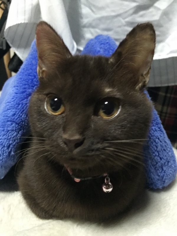 f:id:gosaku13:20151124090559j:image