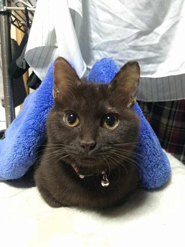 f:id:gosaku13:20151124090601j:image