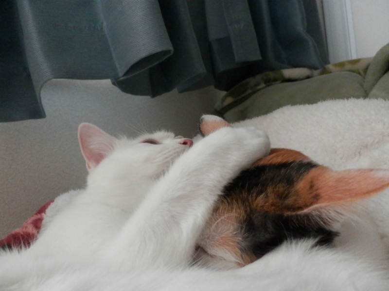 f:id:gosaku13:20151125093732j:image