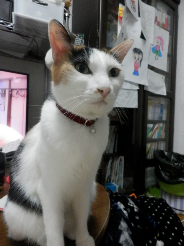 f:id:gosaku13:20151127232803j:image