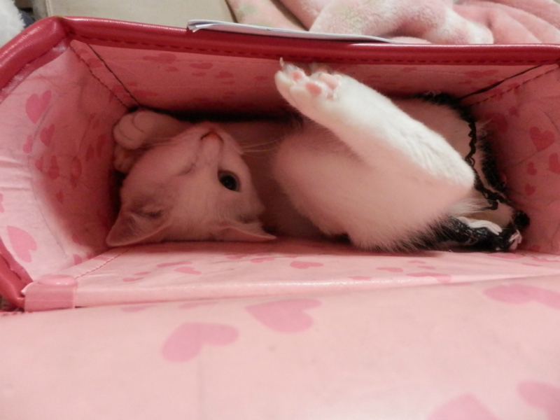 f:id:gosaku13:20151202145818j:image