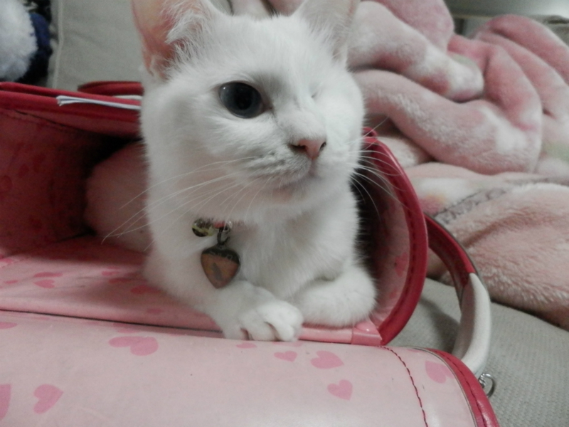 f:id:gosaku13:20151202151010j:image