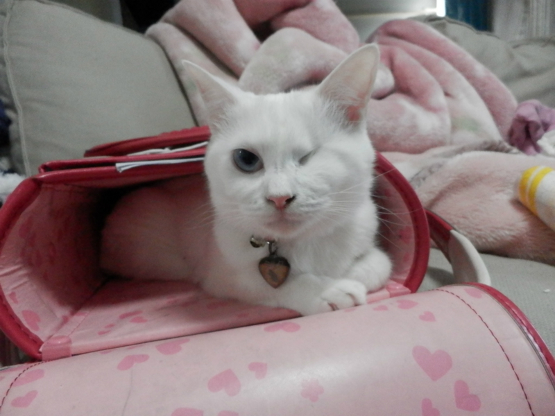 f:id:gosaku13:20151202151012j:image