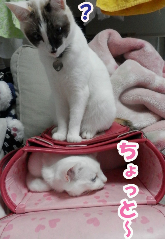 f:id:gosaku13:20151202151048j:image