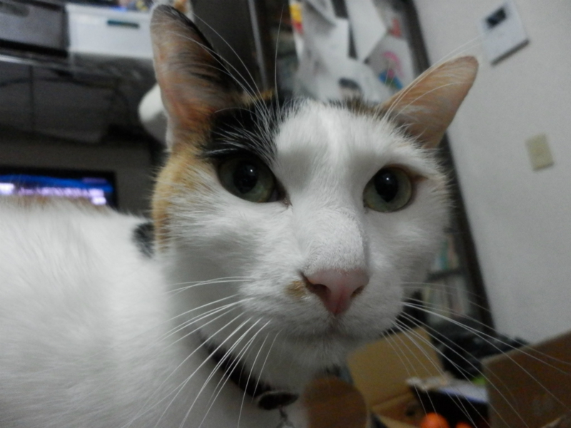 f:id:gosaku13:20151204151913j:image