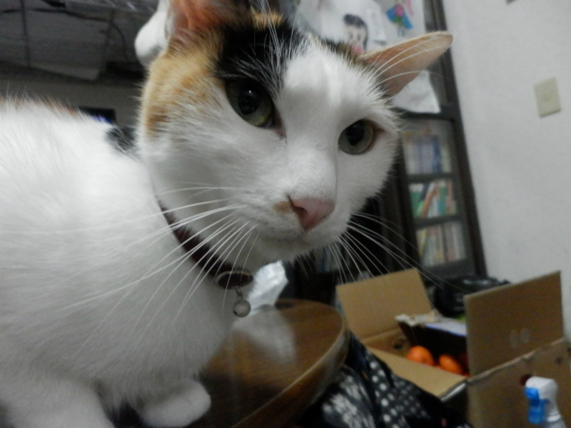 f:id:gosaku13:20151204151915j:image