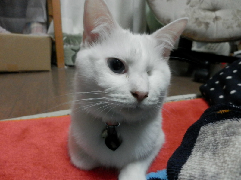 f:id:gosaku13:20151204151918j:image