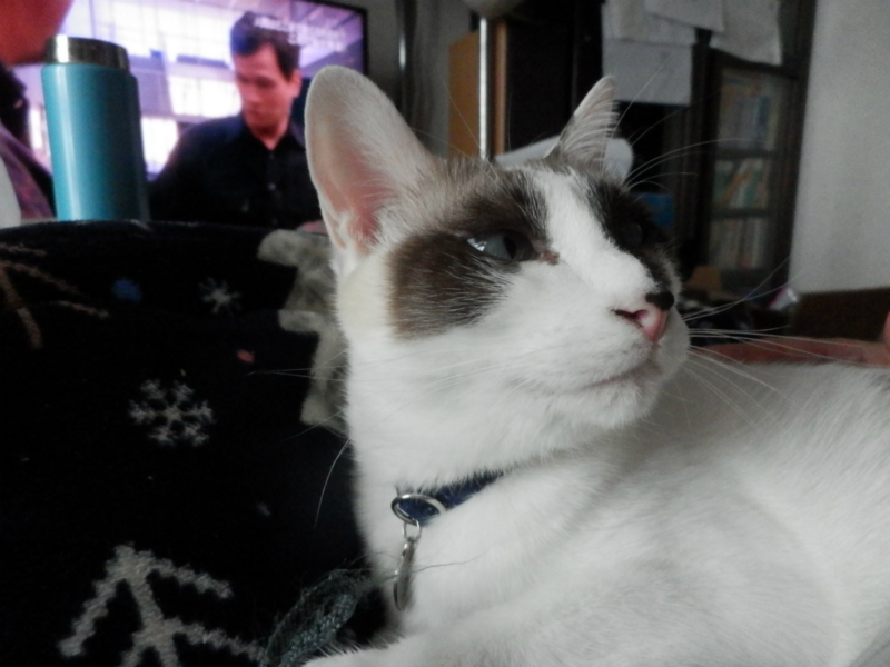 f:id:gosaku13:20151204151920j:image