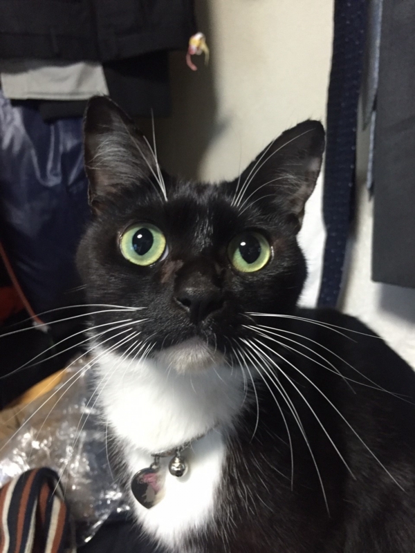 f:id:gosaku13:20151204221752j:image