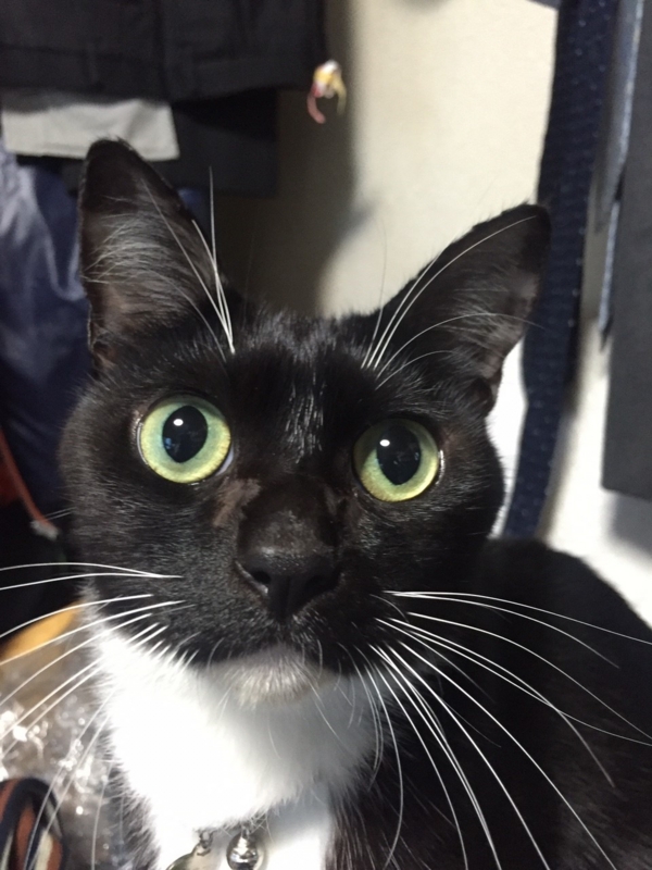 f:id:gosaku13:20151204221754j:image